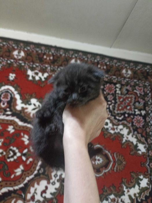 Продаются котята