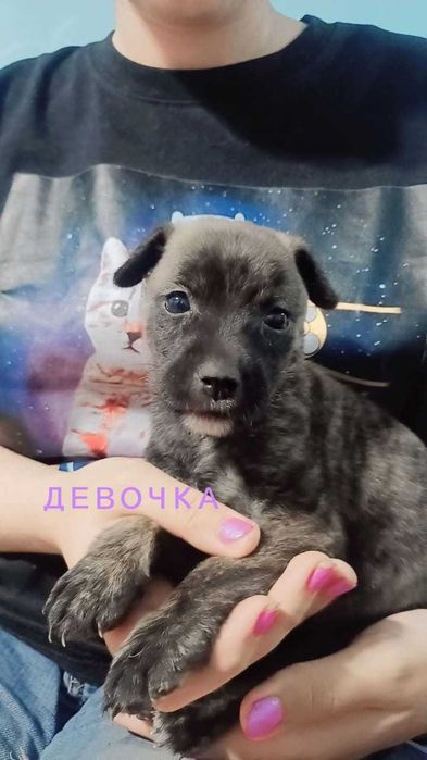 Щенки 1 месяц- мальчики и девочки