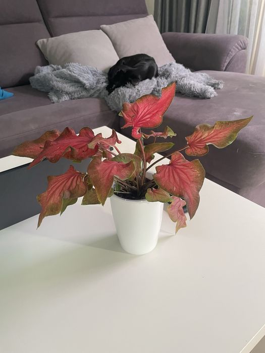 Каладиум Caladium