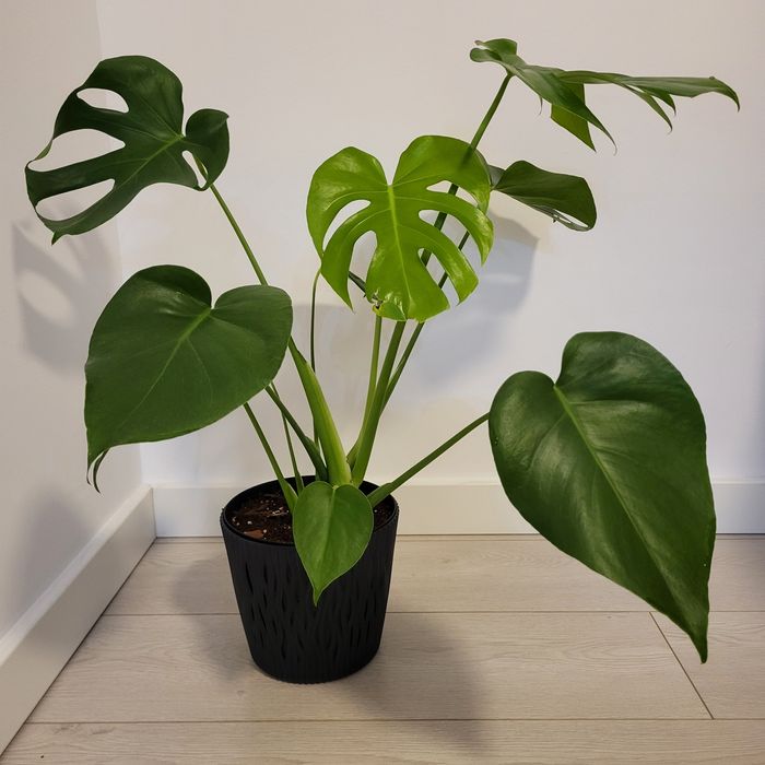 Monstera Deliciosa