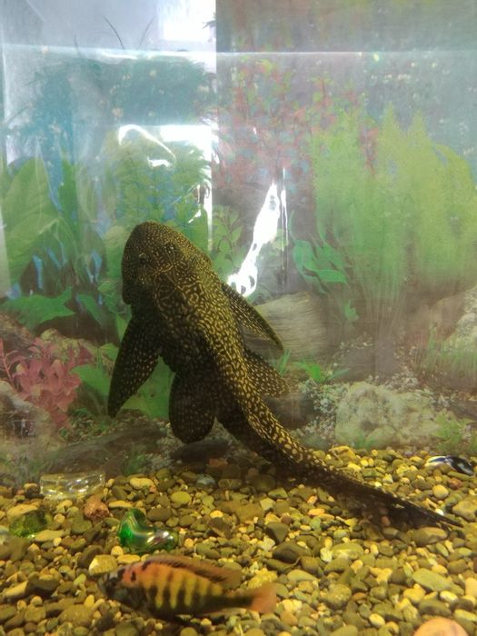 Продам или обменяю