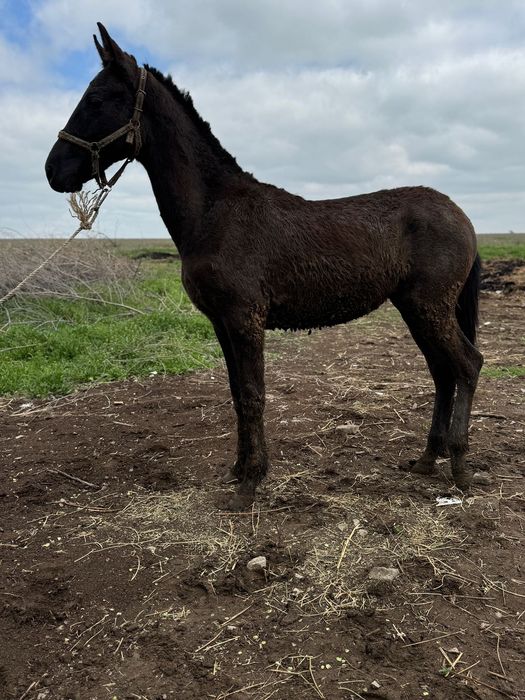 Ахалтеке тай еркек