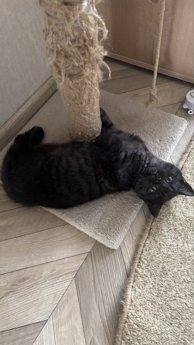 Котенок скоттиш страйт