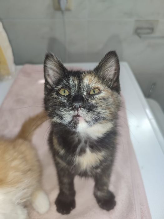 Котята в добрые руки!