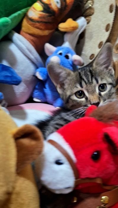 Отдам котят в добрые руки