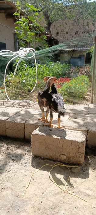 Корея Тоза зот бокувчилар учун Тухум жужалари сотилади куланги dakan