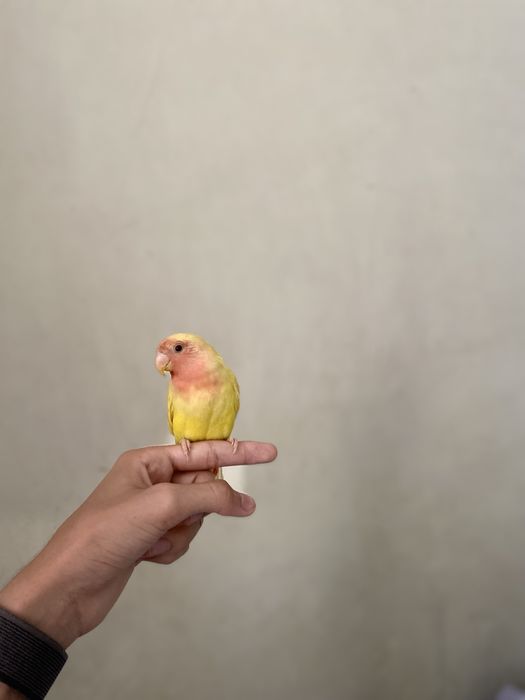 Продаю прирученных Папугаев