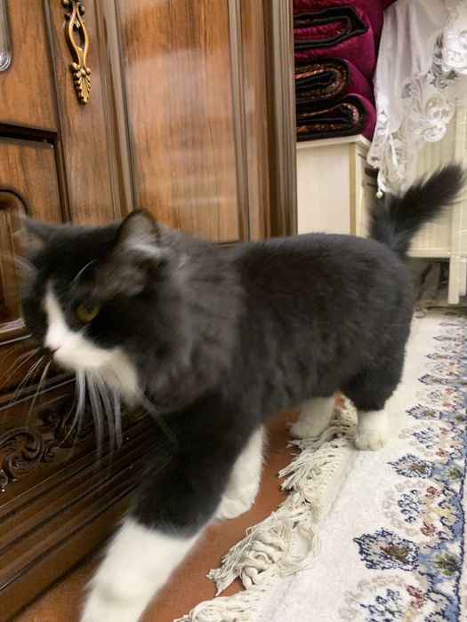 mushuk chiroyli muwuk