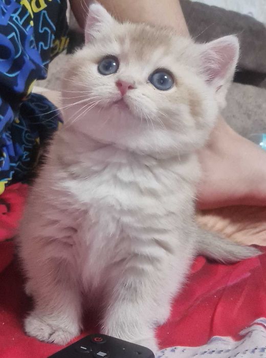 Британская короткошерстная. Котята