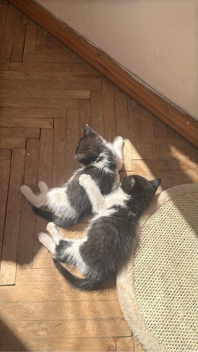 Подарявам малки котенца на 3 месеца  едно жеско и две мъжки