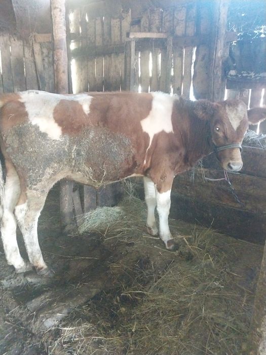 Продам бычка на племя.