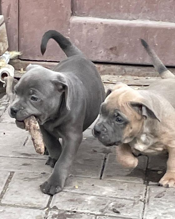 Щенки американский булли