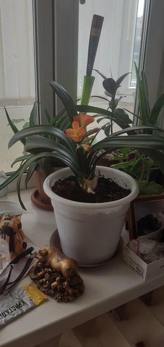 Фикус, лилия, алое цветы комнатные..