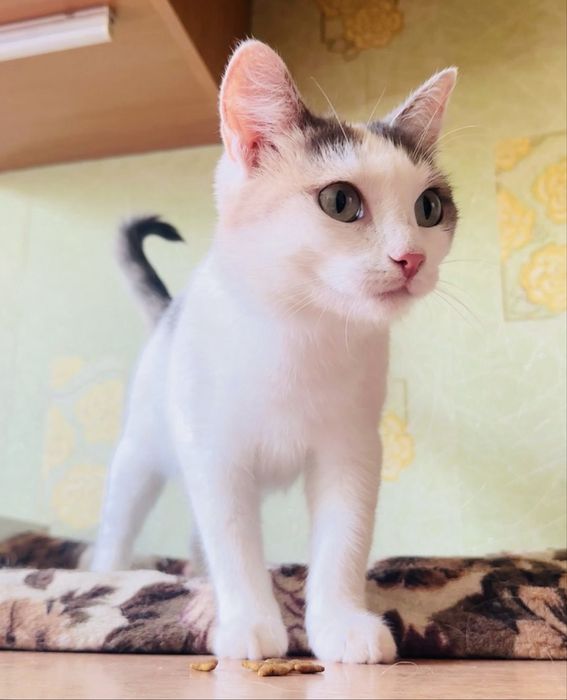 Трехцветная кошка