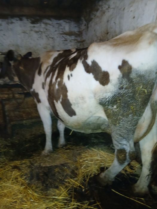 Vaca de vanzare.