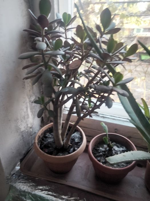 Продам комнатные цветы