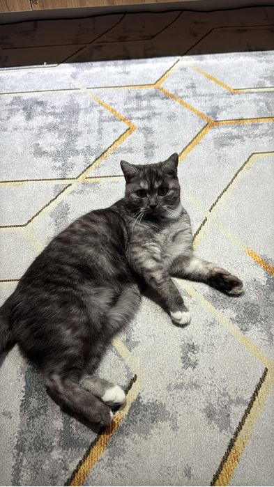 Кошка с необычным окрасом