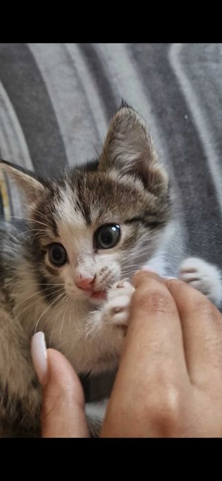 Котенок в ответственные руки!