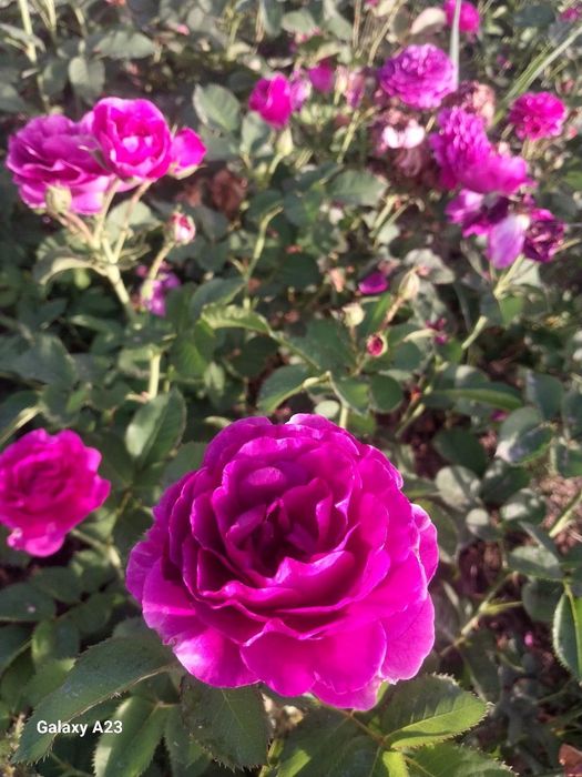 Атиргул кучатлари 90 минг дона бор