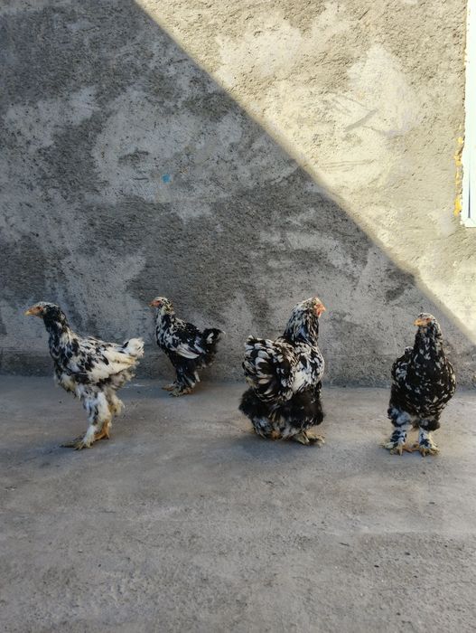 toza bramalar sotiladi