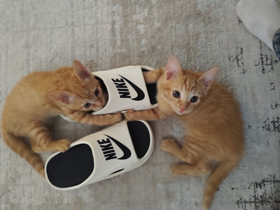 Отдам рыжих котят