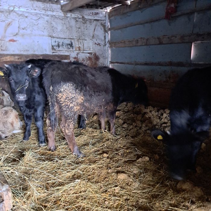 Продам 1бычок 4 телочку комолие