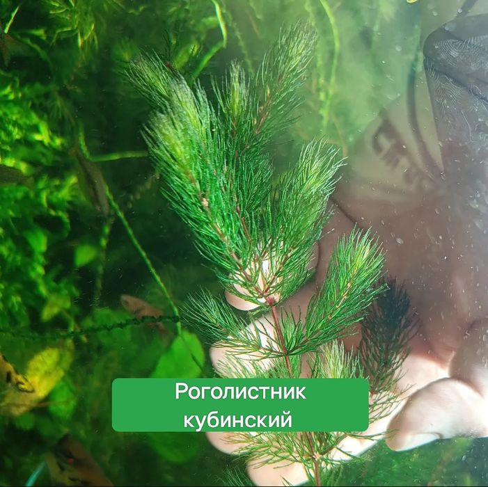Редкие аквариумные растения