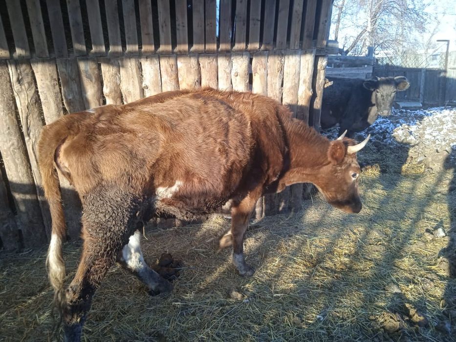 Продам двух тёлок
