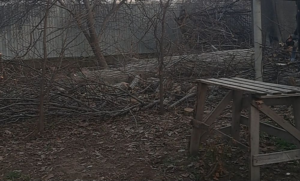 Продам ствол дерева ОРЕХ