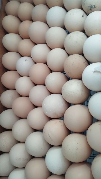 Инкубационное яйцо