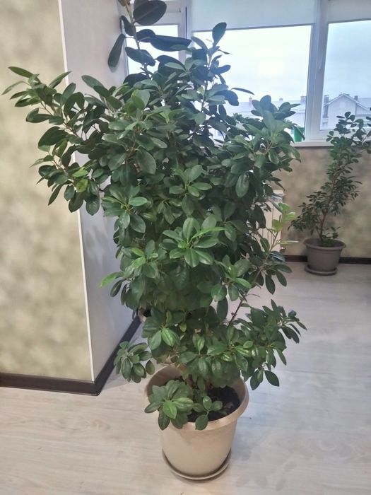 Продам комнатные растения
