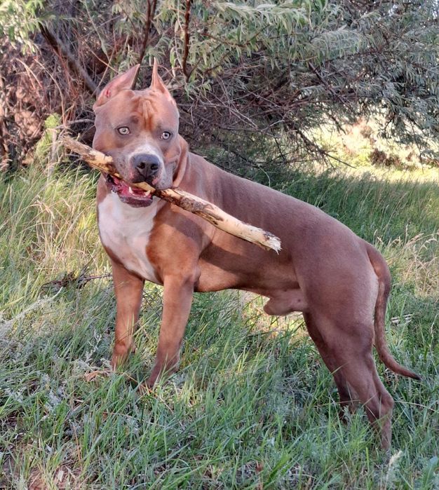 Амстафф ищет невесту.