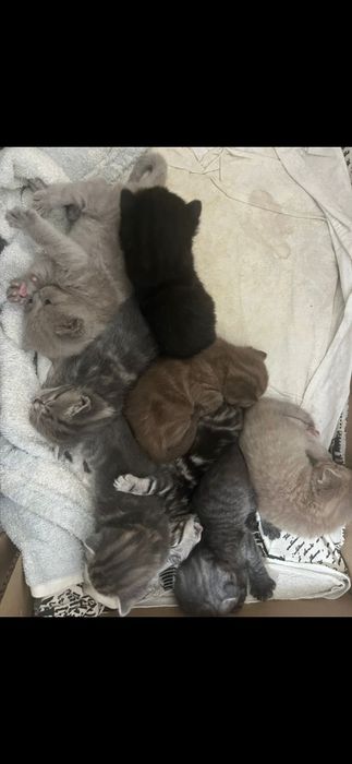 продам котят шатландцы