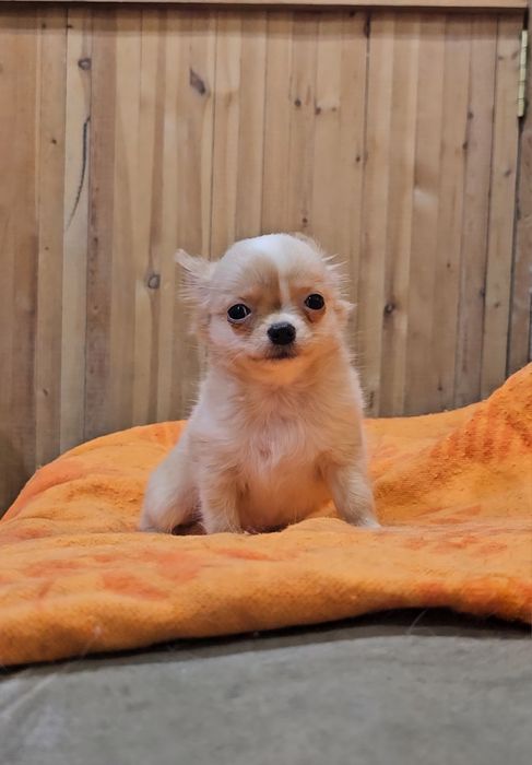 Щенки чихуахуа длинношерстные