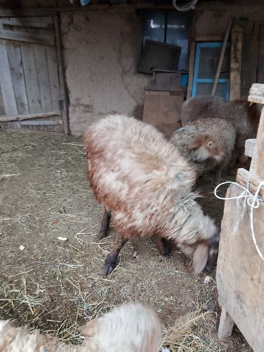 кошкар, баран, кой