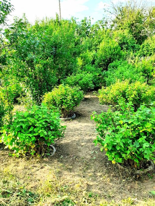 Дача продается/ Саяжай сатылады