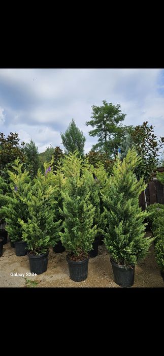 Leylandii de mai multe dimensiuni