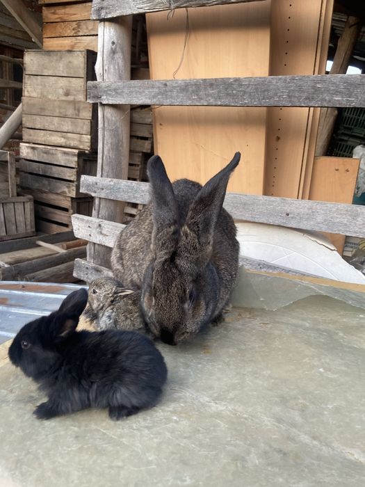 Iepuri sacrificare si reproducere