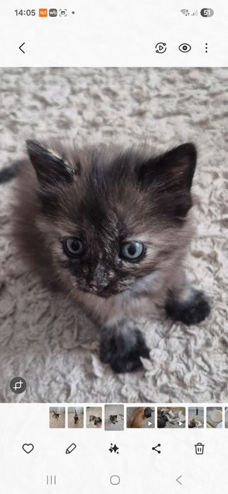 Отдам котенка в добрые руки