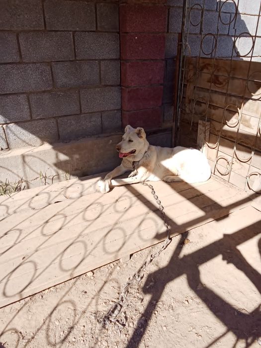 Ұялас иттер сатылады