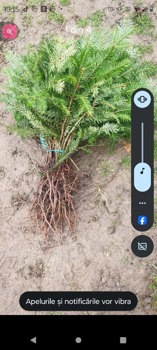 Vând puieți tratați 100%