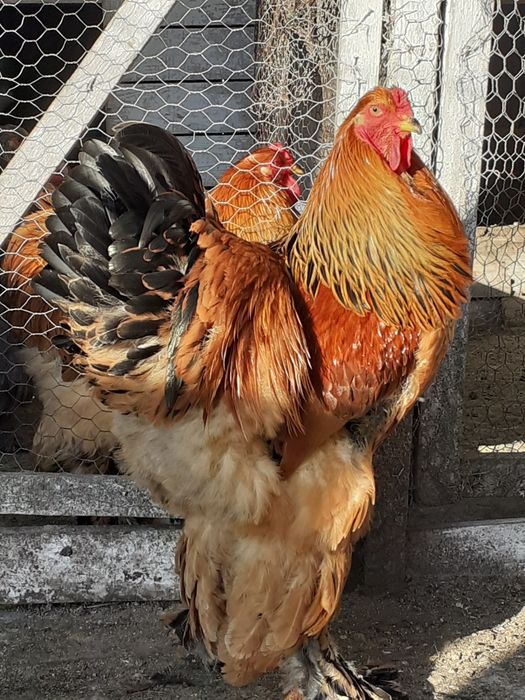 Vlnd cocosi brahma Columbia  și herminat deschis