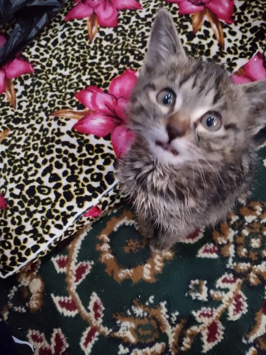 Кошка тигрица ма