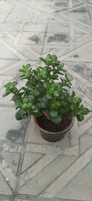 Продаётся мини денежное дерево