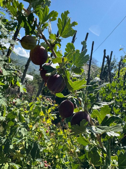 Дача "Обогатитель"