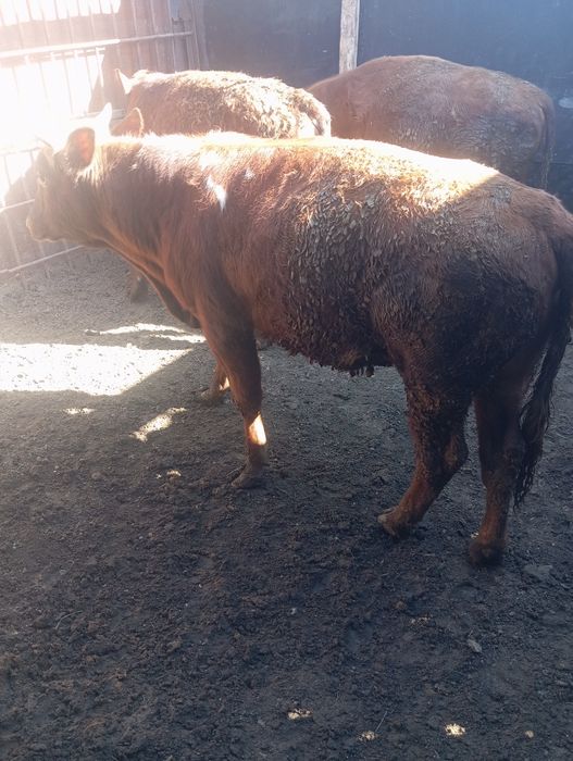 Продам бычка возраст 1,2 год