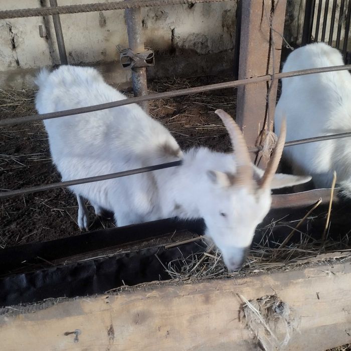 Коза молочной породя