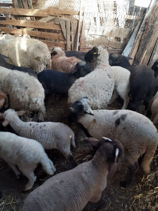 Vînd oi şi miei de lapte