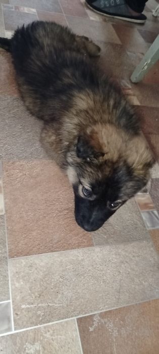 Щенка в добрые руки