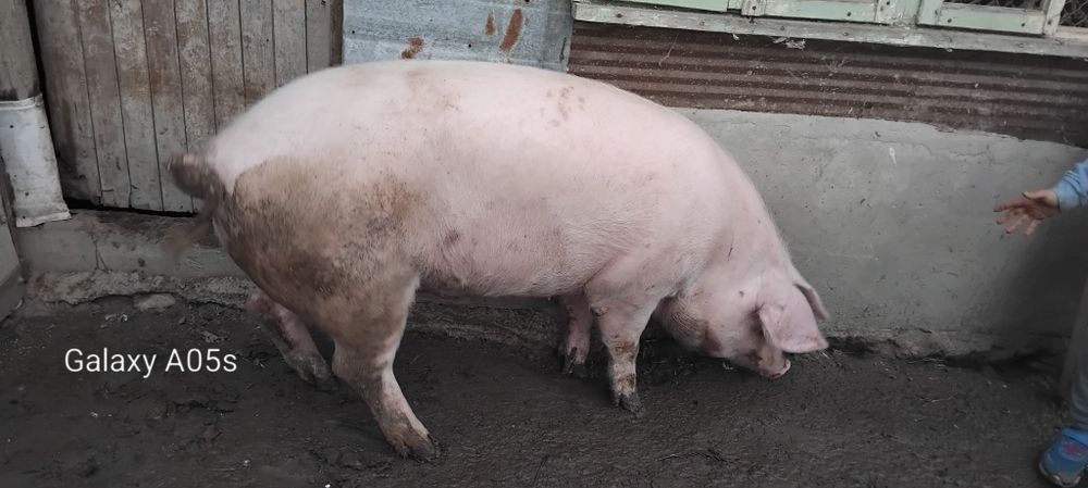 Продавам мъжко прасе